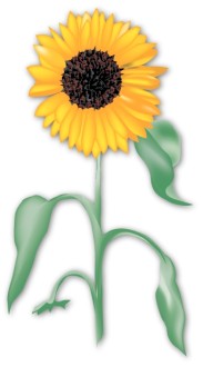 Summertime%20Sunflower%20in%20the%20Garden