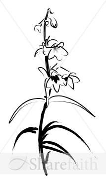Sketch of Penstemon Stalk