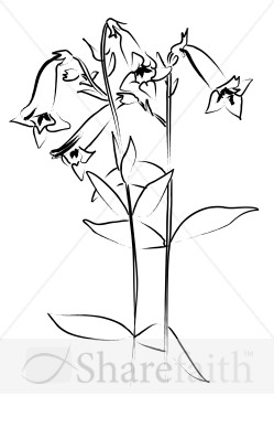 Penstemon from the Garden