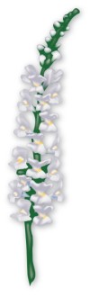 Blooming White Snapdragon in Springtime