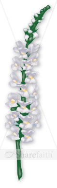 Blooming%20White%20Snapdragon%20in%20Springtime
