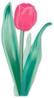 Luminescent%20Pink%20Tulip%20Bulb