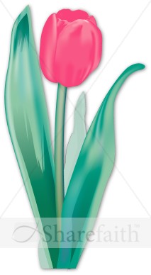 Luminescent Pink Tulip Bulb