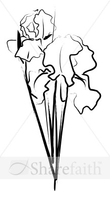 Iris Bouquet Sketch