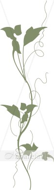Trailing Ivy Side