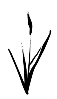 Brushstrok%20Cattail