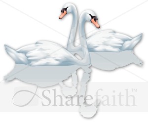 Two%20Swans%20with%20Reflections