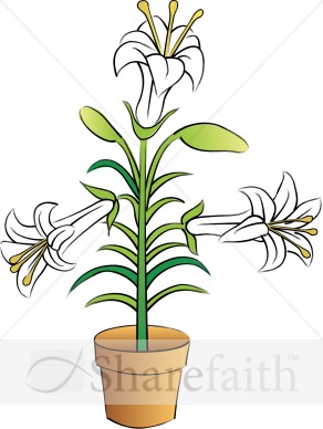 Potted Easter Lilies