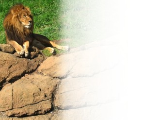 Lays%20Down%20with%20the%20Lion