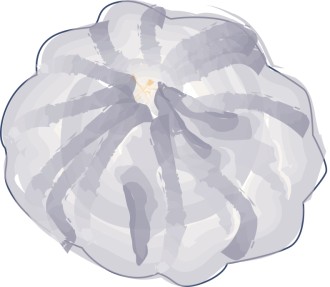 Round Blue Squash