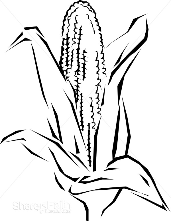 Ear of Corn