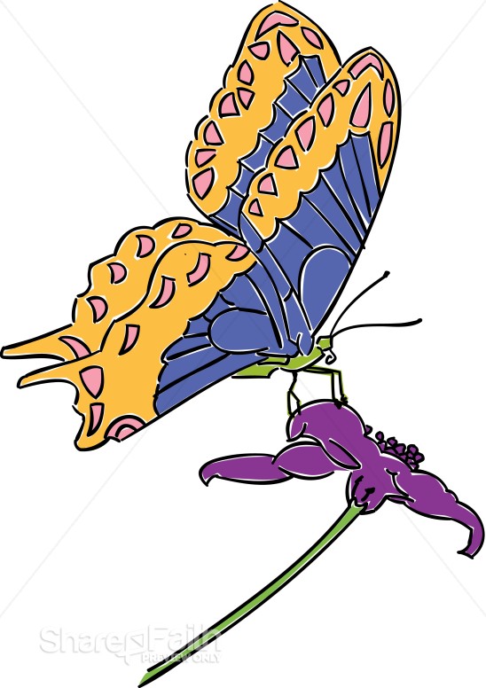Orange%20and%20Blue%20Butterfly%20Resting