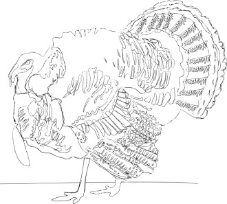 Detailed%20Turkey%20Line%20Drawing