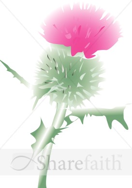 Pink Scottish Thistle Blossom