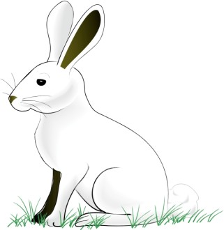 White%20Rabibit