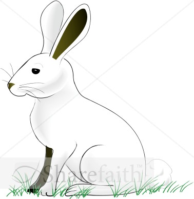 White%20Rabibit