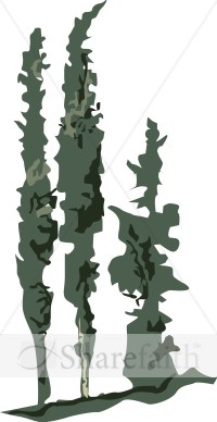 Row of Italian Cypress