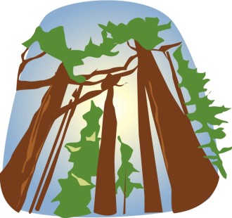 Towering Redwoods