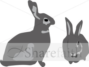 Two Gray Bunny Rabbits