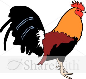 Bold Rooster