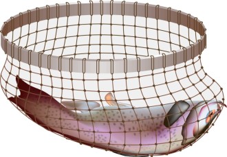 Fish%20in%20a%20simple%20Net