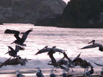 Seabirds%20Playing%20in%20the%20Waves