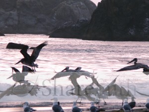 Seabirds%20Playing%20in%20the%20Waves