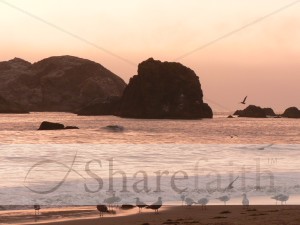 Seabirds at Sunset