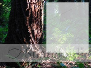 Great%20Tree%20with%20Space%20for%20Text