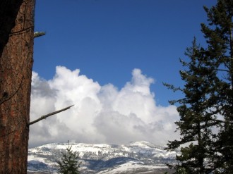 Pine%20Trees%20with%20Snowy%20Hills