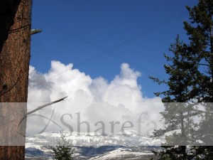 Pine Trees with Snowy Hills