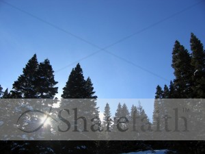 Forest%20and%20Blue%20Sky
