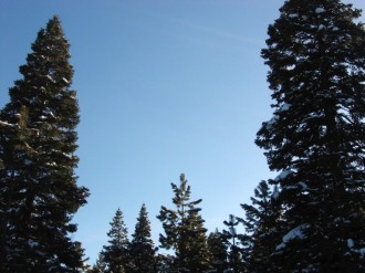 Winter%20Pine%20Forest%20Image