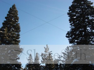 Winter Pine Forest Image