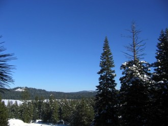 Snowy%20Forest%20Photo