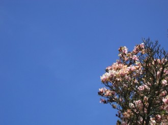 Flowering Tree on Blue Sky