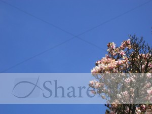 Flowering Tree on Blue Sky