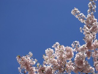 Cherry Blossoms on Blue Background