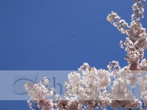 Cherry Blossoms on Blue Background