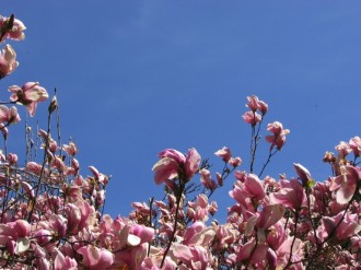 Pink Flowers Against Blue Sky