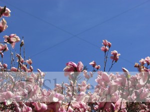 Pink%20Flowers%20Against%20Blue%20Sky