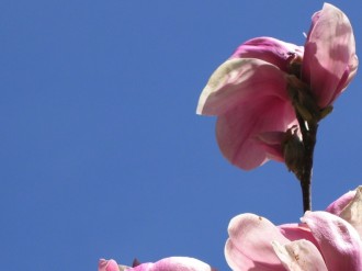 Pink Bloom in Spring Photo