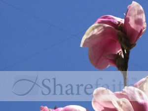 Pink Bloom in Spring Photo