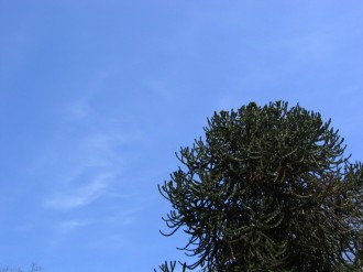 Dark Pine on Blue Sky