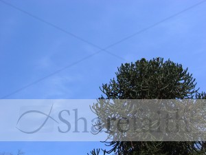 Dark%20Pine%20on%20Blue%20Sky