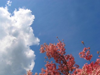 Spring Tree with Blue Sky