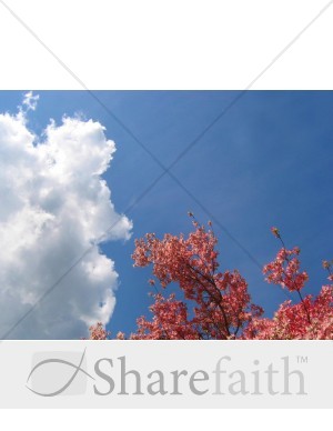 Spring%20Tree%20with%20Blue%20Sky