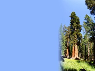 Old%20tree%20with%20Blue%20Text%20area