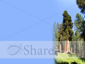 Old%20tree%20with%20Blue%20Text%20area