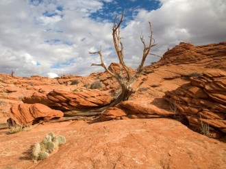 Scrub Tree Desert Scene